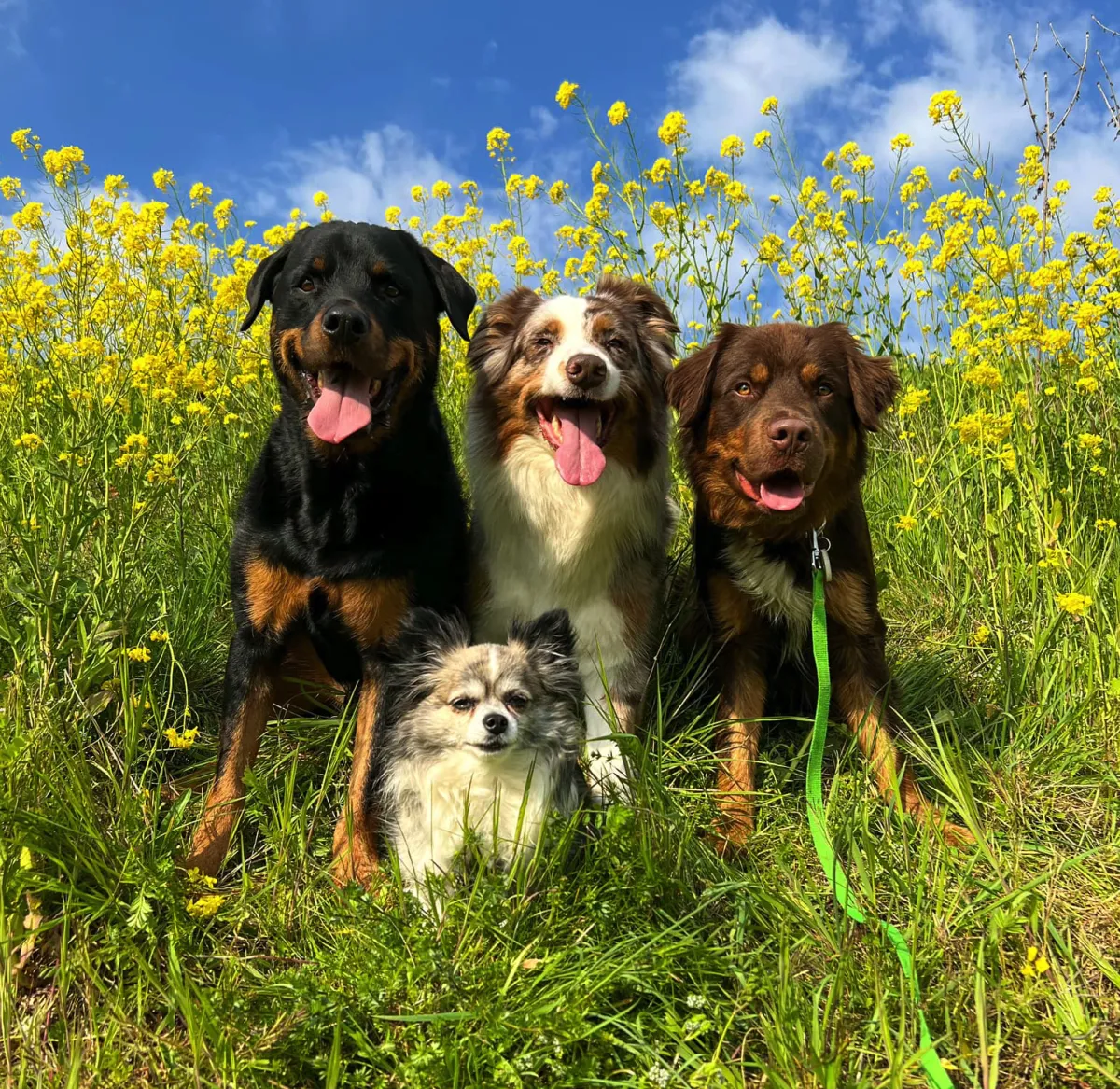King de chihuahua, Flynn de Australian Shepherd, Bandit de rottweiler en Oreo de kruising - de honden van Steef's trimsalon Dodewaard