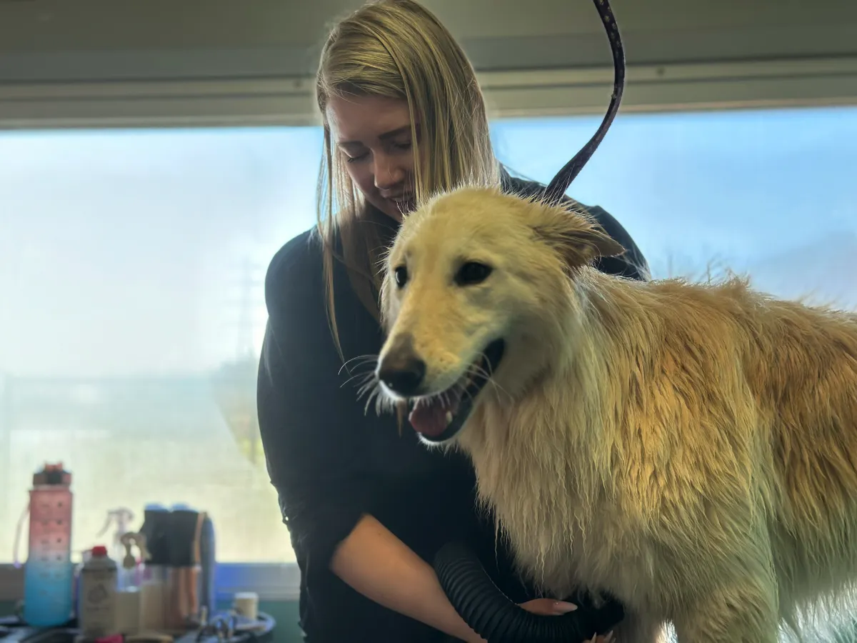 Stephanie Meurs aan het werk met een hond tijdens een trimbeurt bij Steef's trimsalon Dodewaard